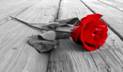 Barbara Rose Fund